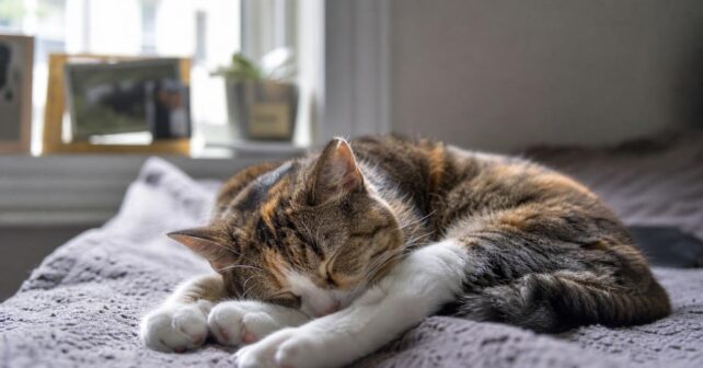 Combien de temps un chat dort-il réellement par jour ?