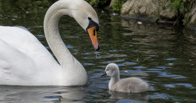 Comment sʼappelle le bébé du cygne ? Quel est son petit nom ?