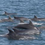 Comment sʼappelle un groupe de dauphins ?