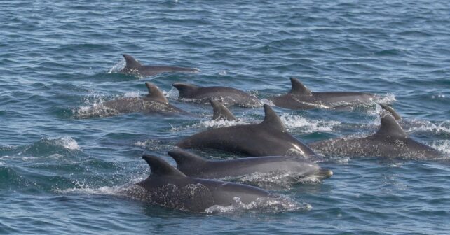 Comment sʼappelle un groupe de dauphins ?