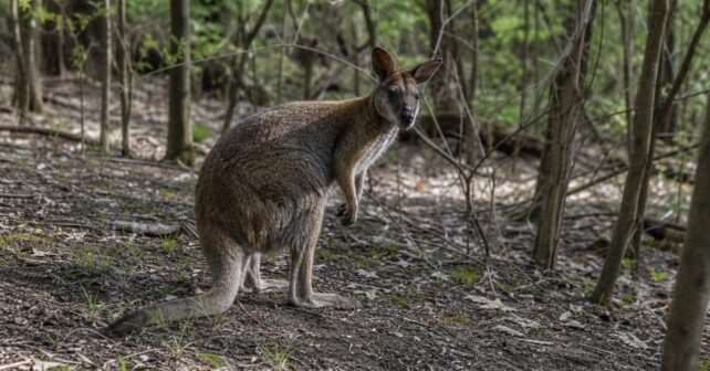 Des wallabies vivent en liberté dans une forêt à 50 km de Paris depuis les années 1970