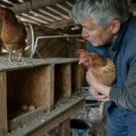 Faut-il un coq pour que les poules pondent des œufs ?
