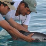Il ne reste quʼune dizaine de vaquitas dans le monde et aucune ne survit en captivité