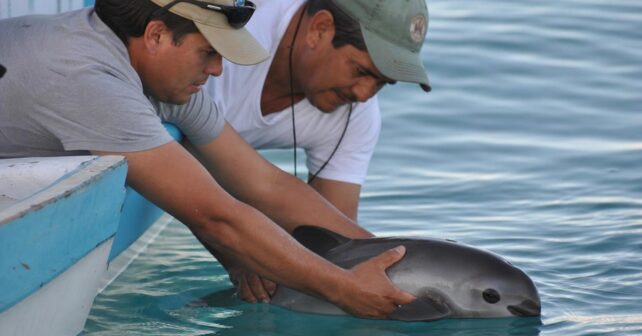 Il ne reste quʼune dizaine de vaquitas dans le monde et aucune ne survit en captivité