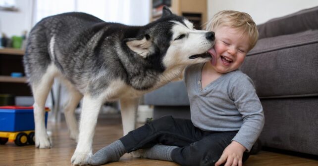 Le Husky est-il un chien adapté à une famille avec des enfants en bas âge ?