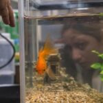 Les scientifiques ont-ils réellement prouvé que le poisson rouge nʼa que trois secondes de mémoire ?