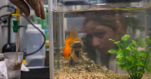 Les scientifiques ont-ils réellement prouvé que le poisson rouge nʼa que trois secondes de mémoire ?