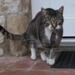 Pourquoi les chats ramènent-ils des souris mortes à leur maître ?