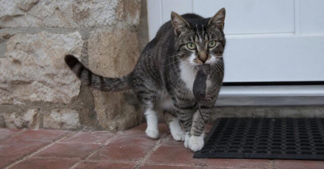 Pourquoi les chats ramènent-ils des souris mortes à leur maître ?
