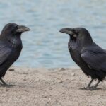 Quelles différences entre une corneille et un corbeau ?