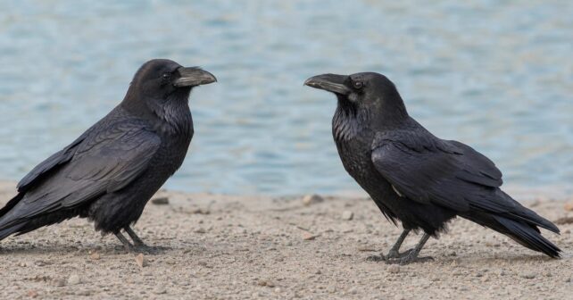 Quelles différences entre une corneille et un corbeau ?